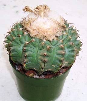 Discocactus_magnimammus